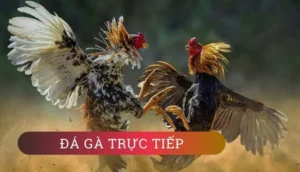 Cách Chơi Đá Gà GA28 Tại HipClub Hướng Dẫn Từ A Đến Z