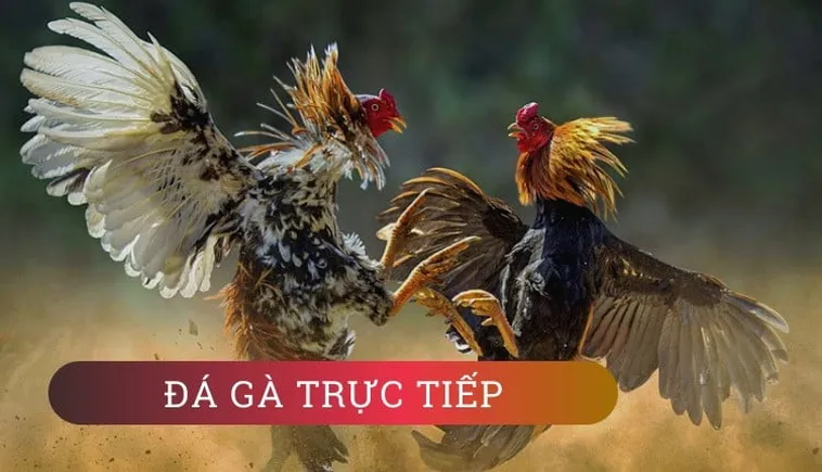 Cách Chơi Đá Gà GA28 Tại HipClub Hướng Dẫn Từ A Đến Z