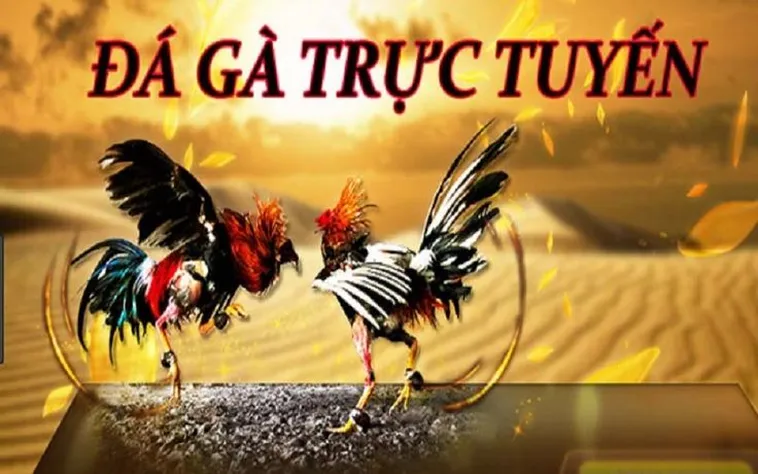 Đá Gà HipClub Sân Chơi Đẳng Cấp Cho Kê Thủ Chuyên Nghiệp